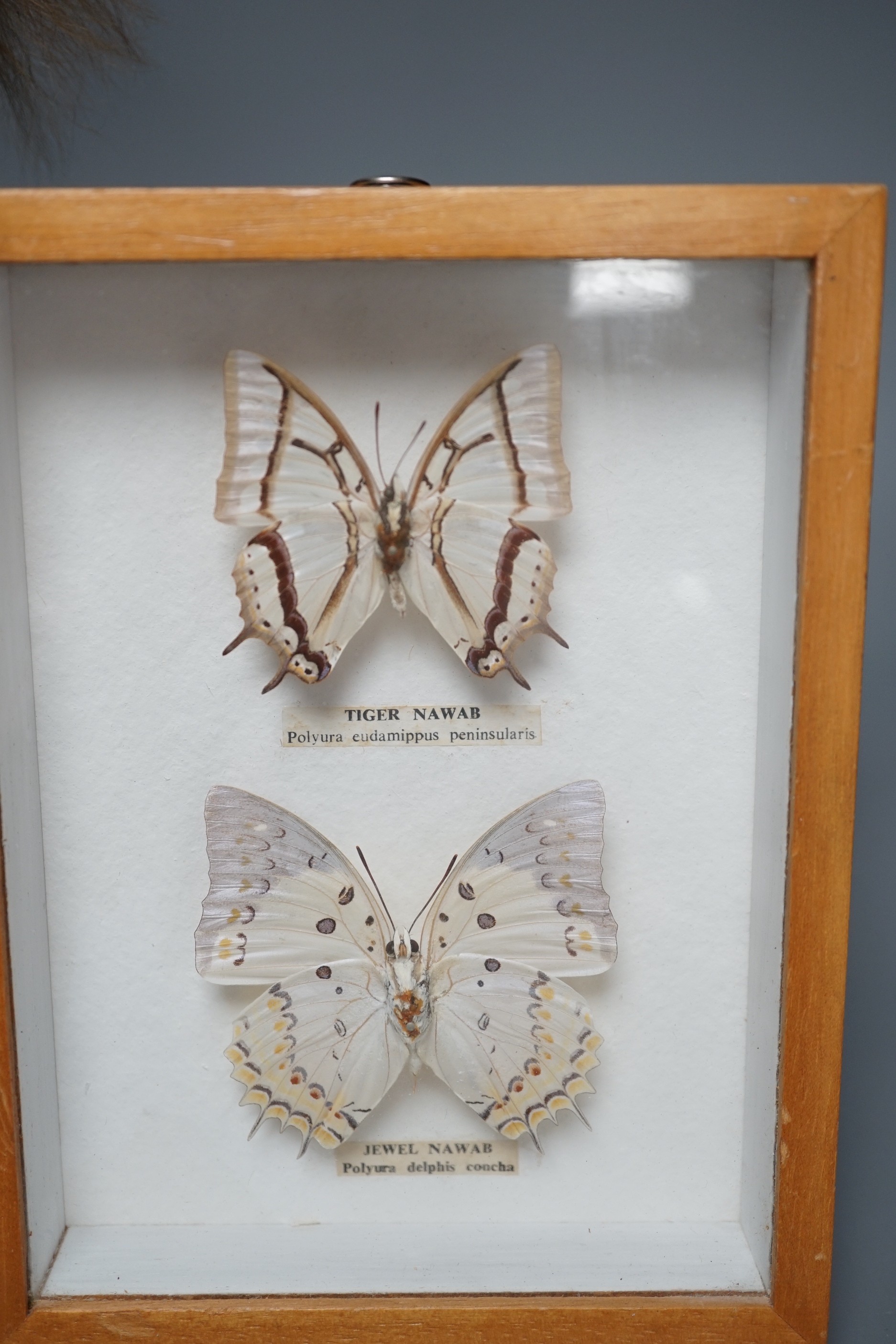 A taxidermic red squirrel and two cased exotic butterflies